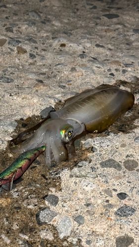 アオリイカの釣果