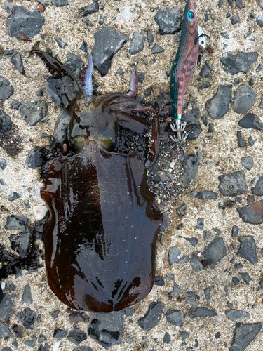 アオリイカの釣果