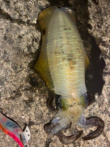 アオリイカの釣果