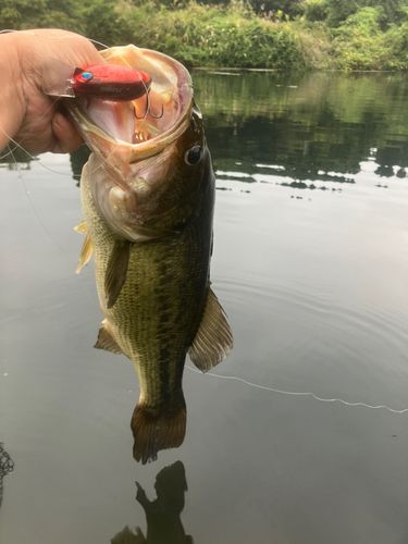 ラージマウスバスの釣果