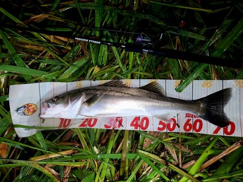 シーバスの釣果