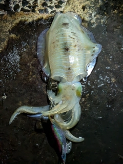 アオリイカの釣果