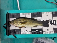 ラージマウスバスの釣果