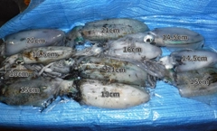 アオリイカの釣果