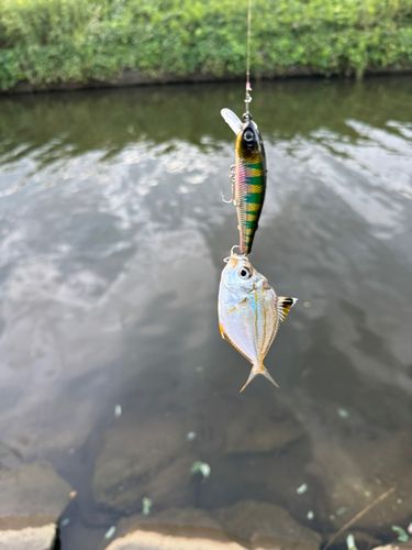 ヒイラギの釣果
