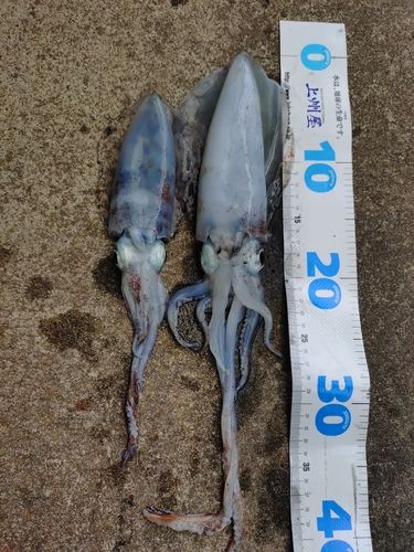 アオリイカの釣果