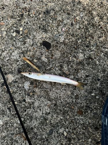 カマスの釣果