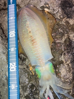 アオリイカの釣果