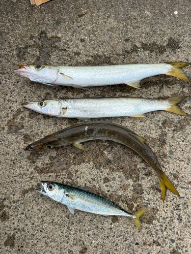 カマスの釣果