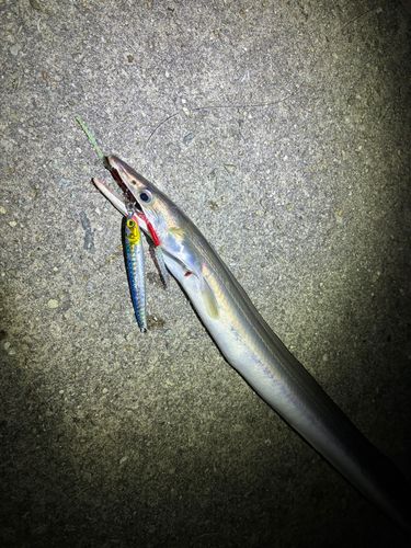 ハモの釣果