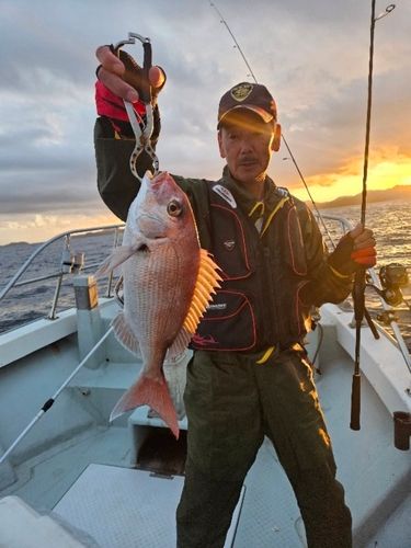 マダイの釣果