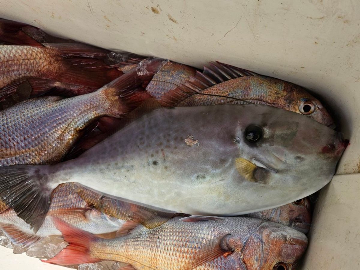 鯛多ニックさんの釣果 3枚目の画像