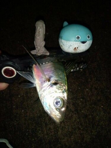 マアジの釣果