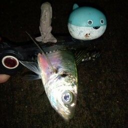 マアジ