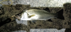 ヒラスズキの釣果