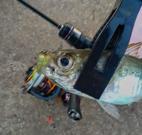 マアジの釣果