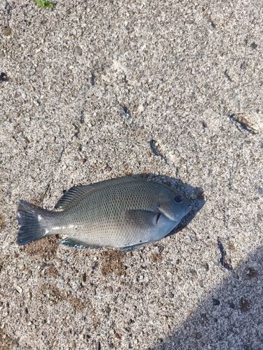 グレの釣果