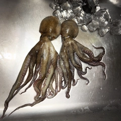 タコの釣果