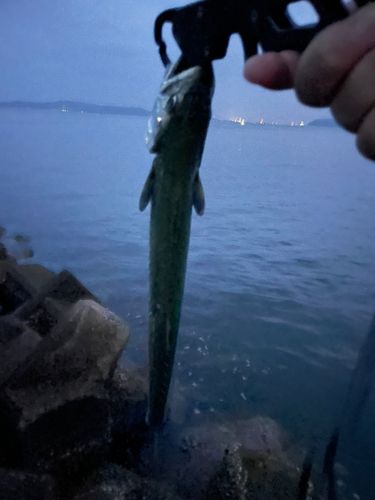 サゴシの釣果