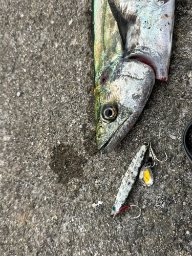 サゴシの釣果
