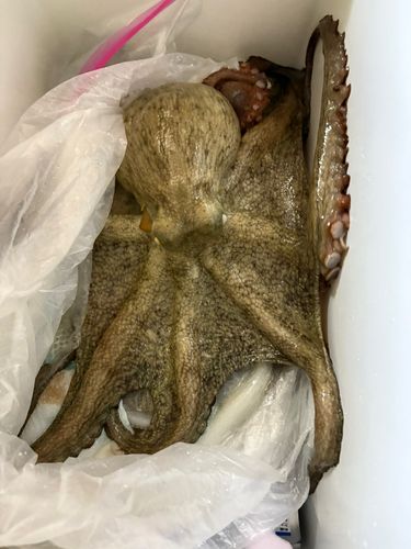 タコの釣果