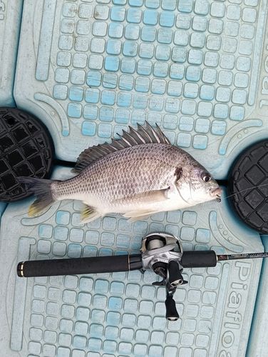 キビレの釣果