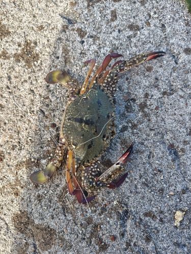 イシガニの釣果