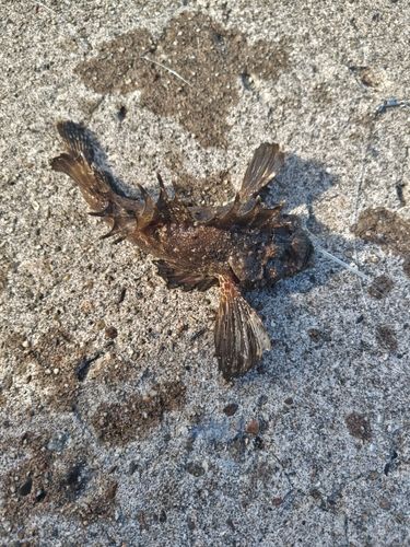 オニオコゼの釣果