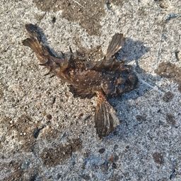 オニオコゼ