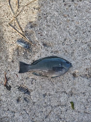 グレの釣果