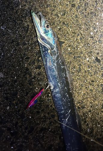 タチウオの釣果
