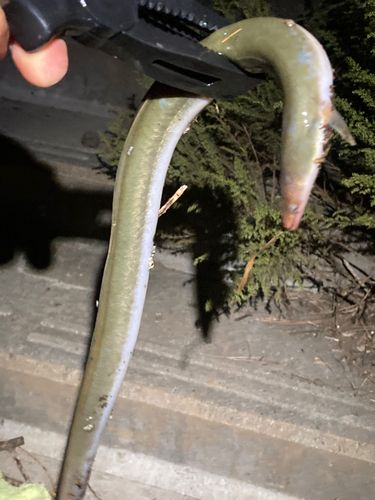 ウナギの釣果