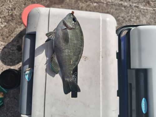 グレの釣果