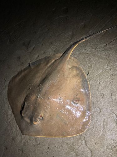 エイの釣果