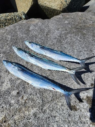 サゴシの釣果