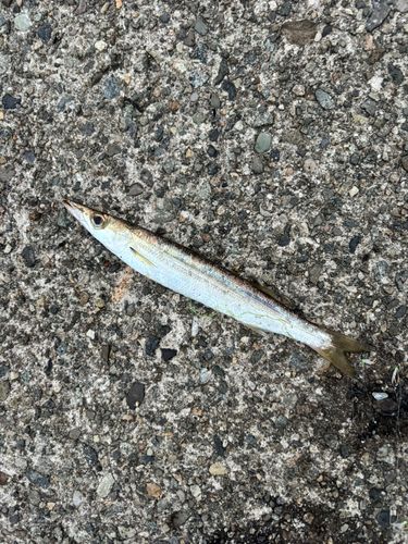 カマスの釣果