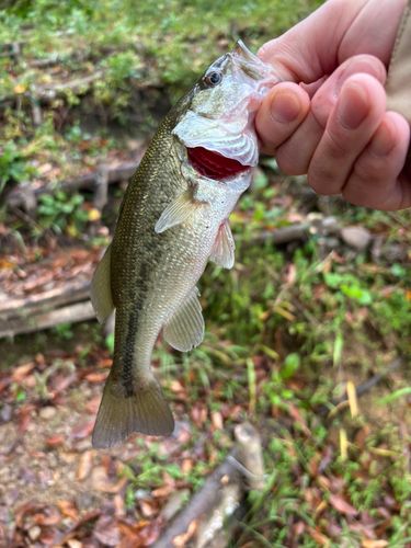 ブラックバスの釣果