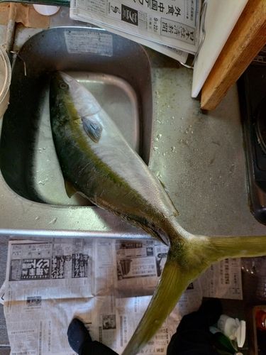 ブリの釣果