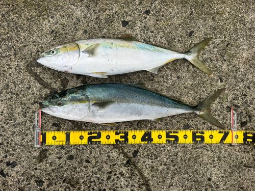 ワラサの釣果