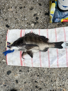 クロダイの釣果