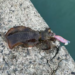 アオリイカ