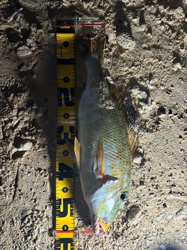 ムネアカクチビの釣果