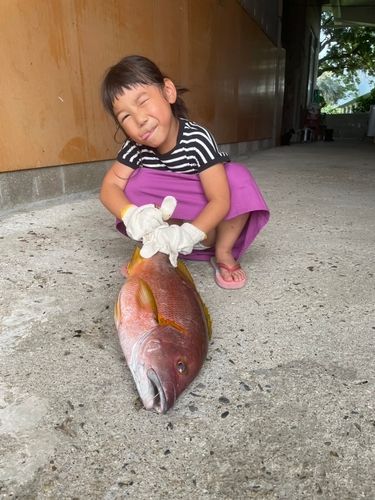 シブダイの釣果