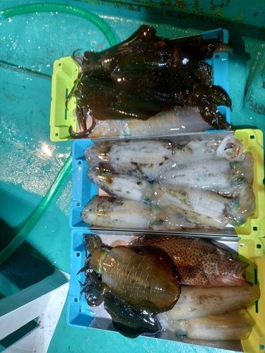 アオリイカの釣果