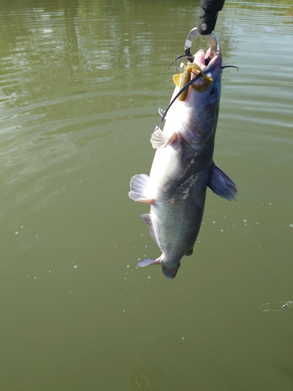 チャネルキャットフィッシュ