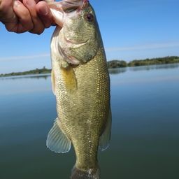 ラージマウスバス