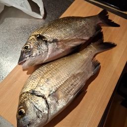 ミナミクロダイ