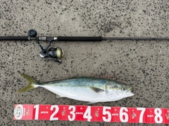 ハマチの釣果