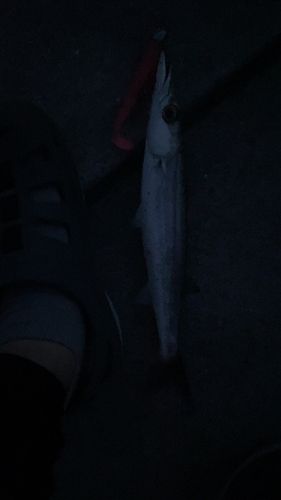 カマスの釣果