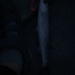 カマス